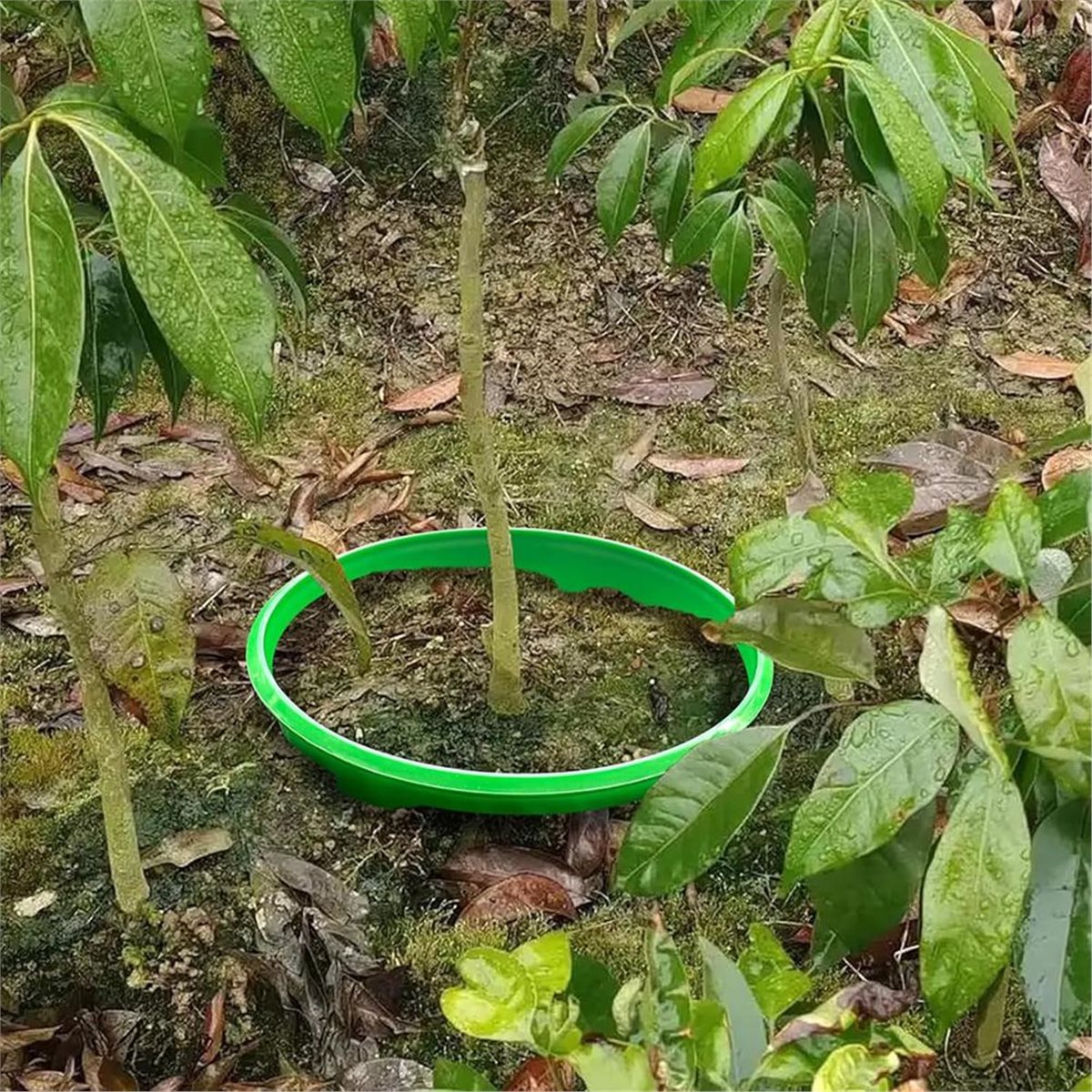 Diskon Besar 4 Cincin Pelindun - Gardening Tools Big ulasan dan harga